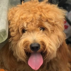 Meet your Posher, Joanne